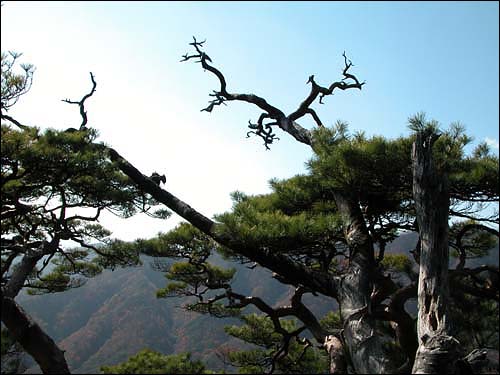 오봉산 꼭대기 소나무 